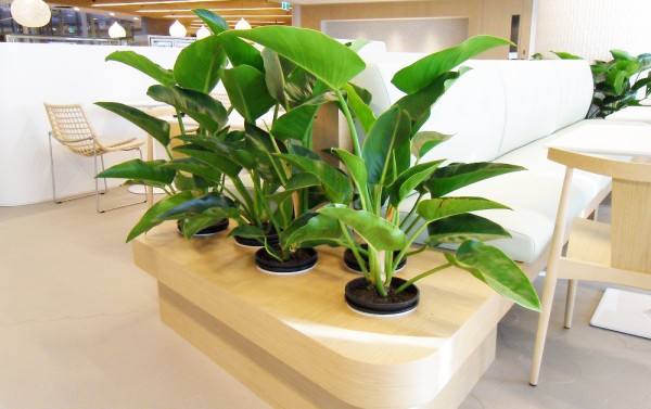 辦公室植物租賃推薦的觀葉植物